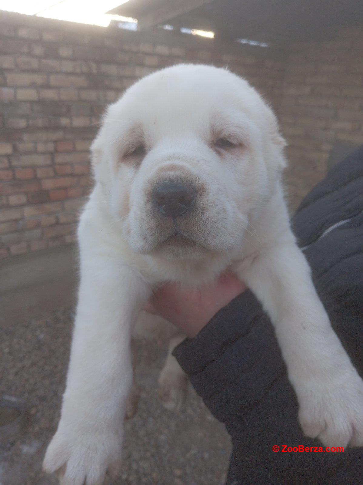 Srednjeazijski ovčar VRHUNSKI štenci