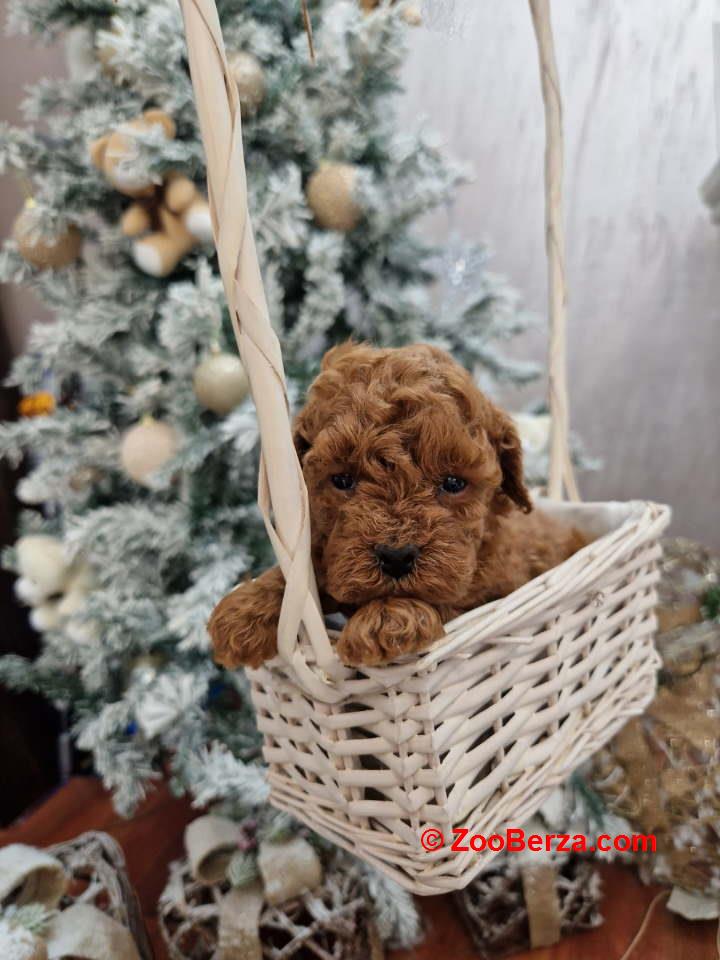 Savršene toy pudle u crvenoj boji 