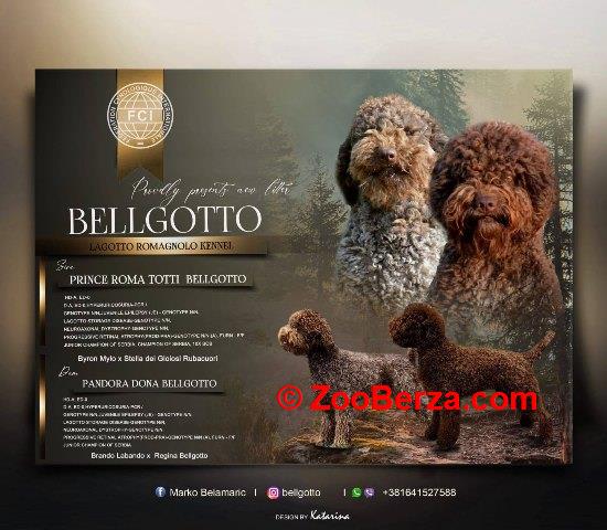 Lagotto Romagnolo štenci