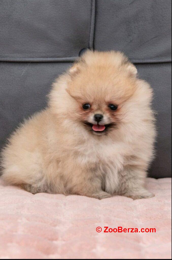 Pomeranac PRELEPI štenci