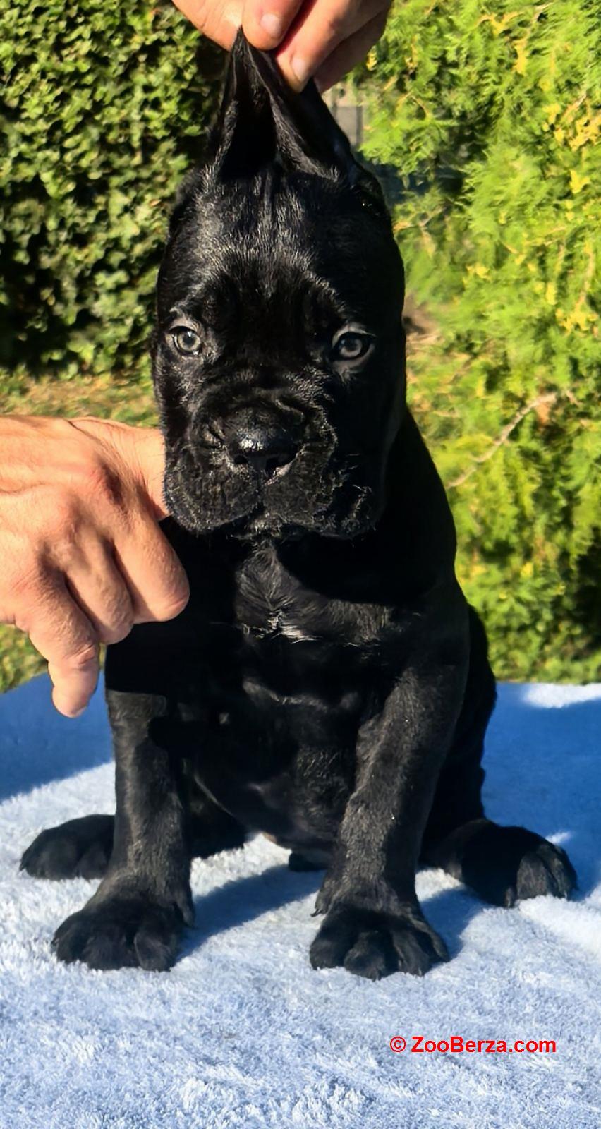 Cane Corso Kane Korso NOVO LEGLO