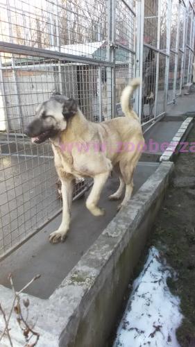 Turski kangal