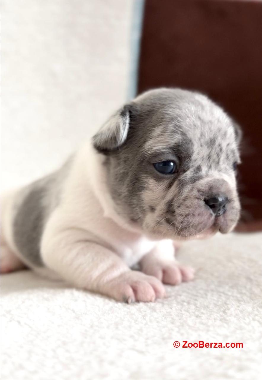 Francuski Buldog prelepi štenci