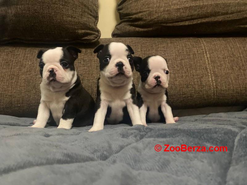 Boston terijer zenska stenad