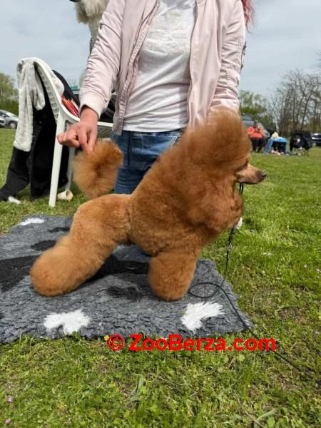 Crveni toy mužjak dostupan za parenje
