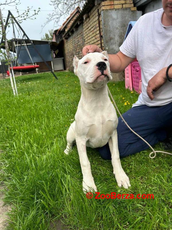 Dogo Argentino