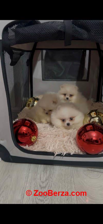 Pomeranac, štenci vrhunskog kvaliteta