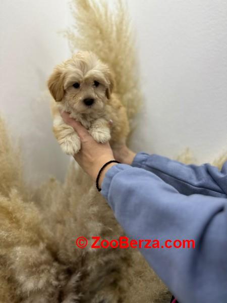 Maltipoo vrhunske genetike