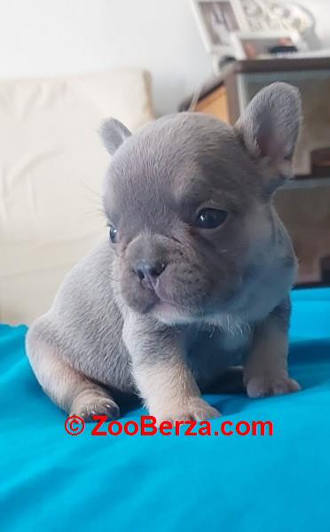 Francuski buldog štenci