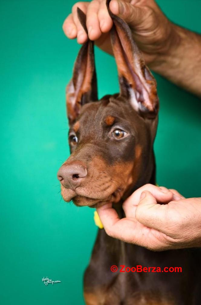 Doberman prelepi štenci