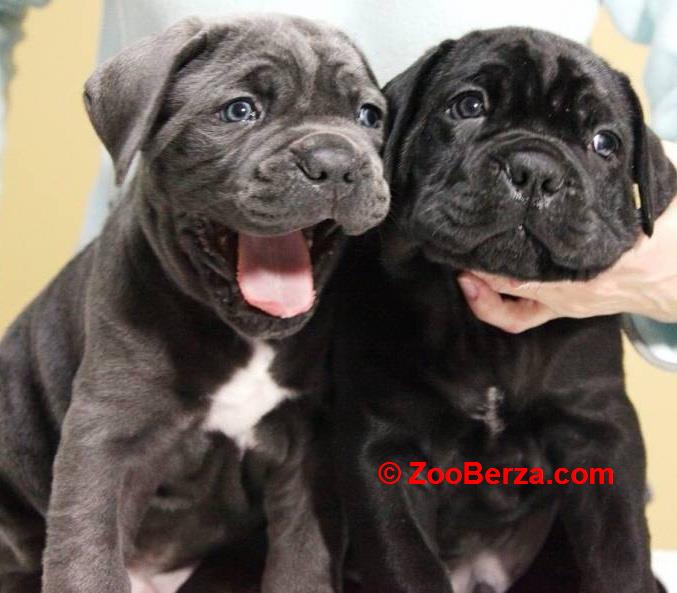 Cane Corso Kane Korso NOVO LEGLO
