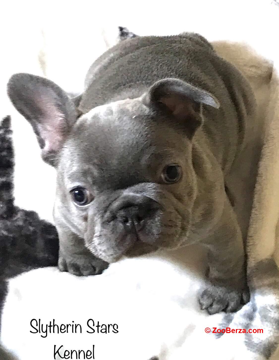 Egzoticni francuski buldog