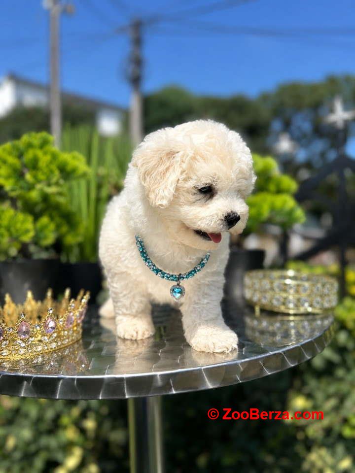 Dostupni za preuzimanje MALTIPOO  