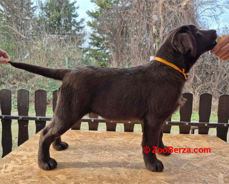 Labrador retriver čokoladni štenci