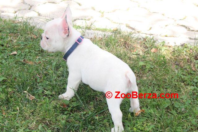 Francuski Buldog štenci