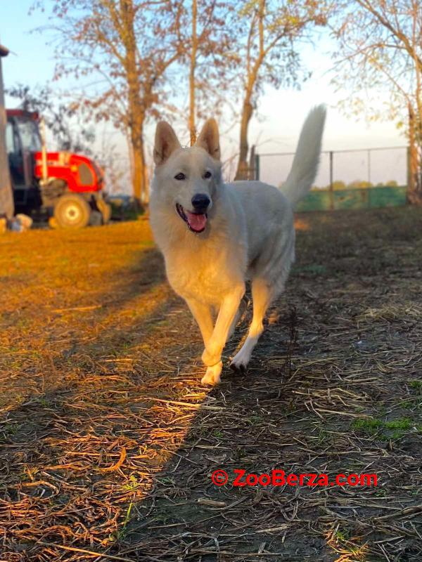 Beli Švajcarski Ovčar štenci