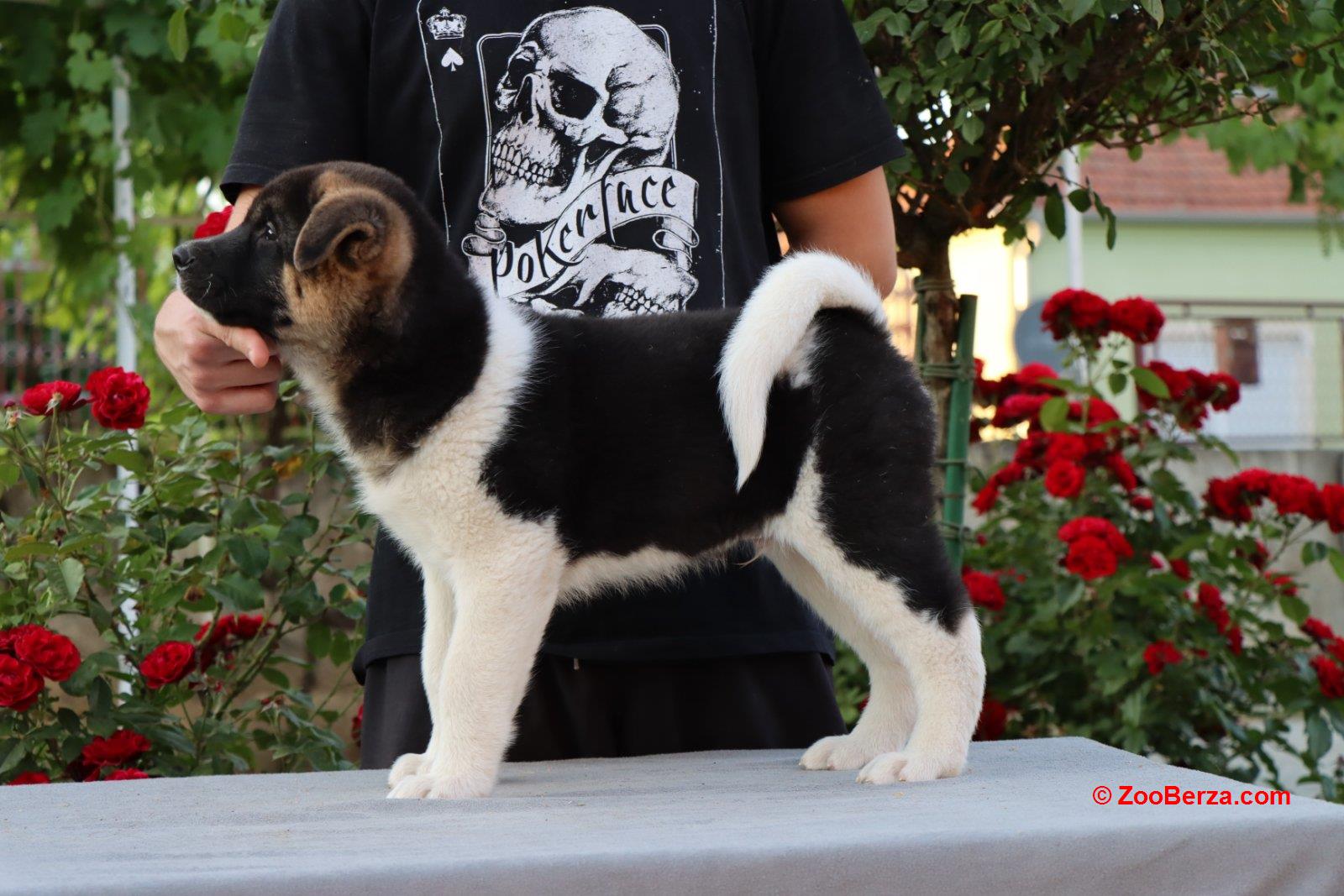 Americka Akita stenci