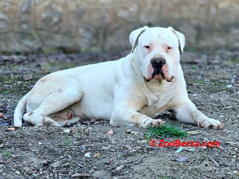 Dogo Argentino,mužijak slobodan za parenje