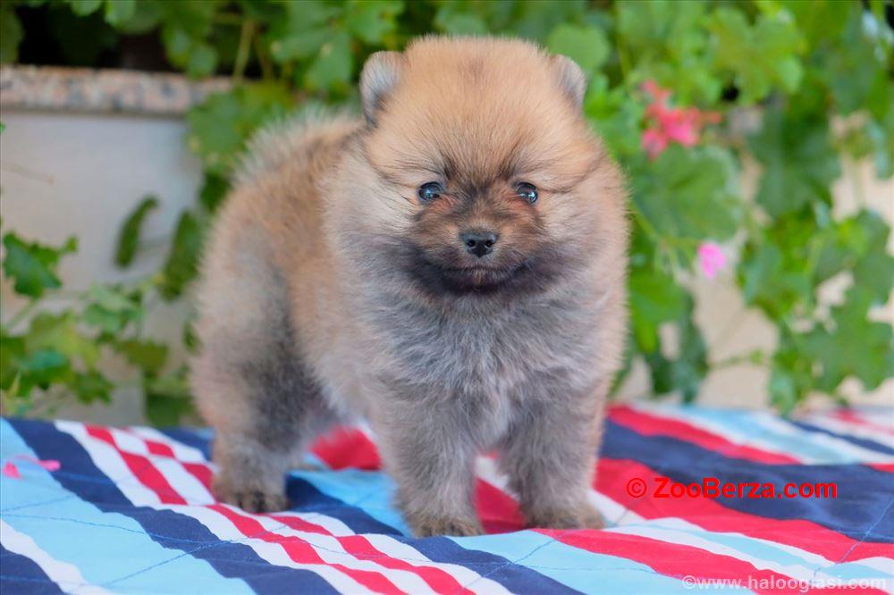 Pomeranski špic, štene -dostava 