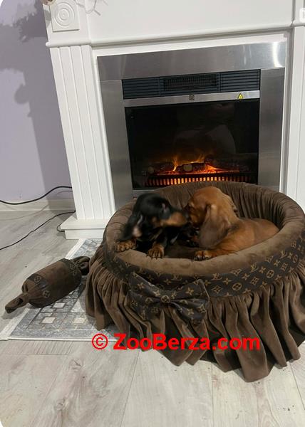 Patuljasti jazavičari kratkodlaki 