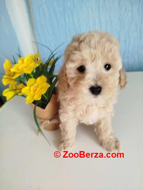 Aprikot Toy pudle štenci