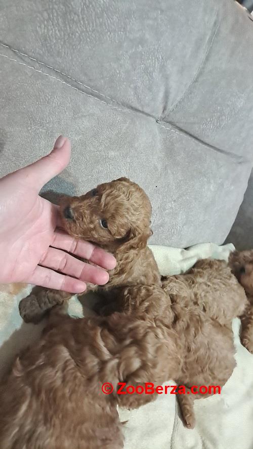 Crvena toj pudla ( Toy Poodle ) 
