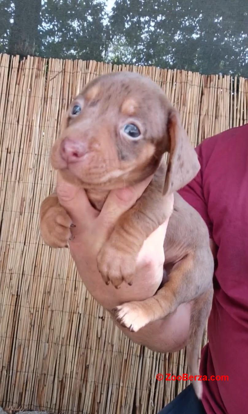 Jazavicar coko merle