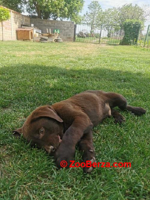 Čokoladni labrador 