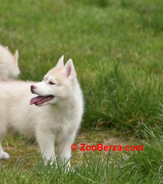 Sibirski haski štenci