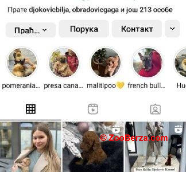 Stenci toy i mini pudle vrhunske genetike 