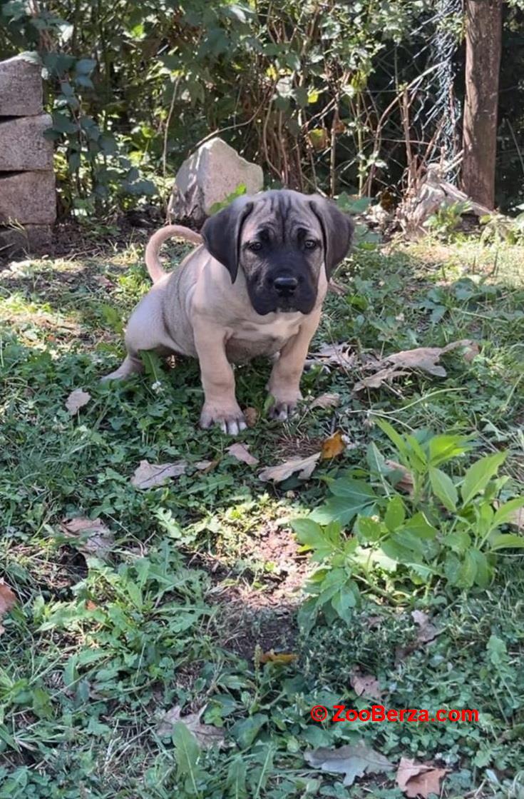 Cane Corso štenci
