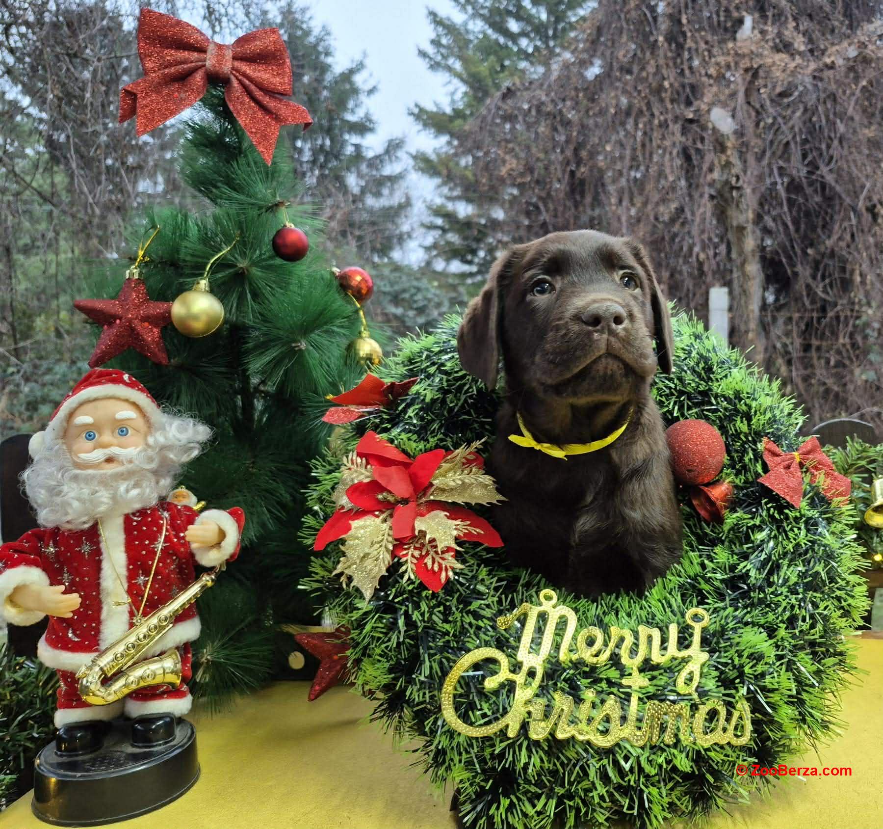 Labrador retriver čokoladni štenci