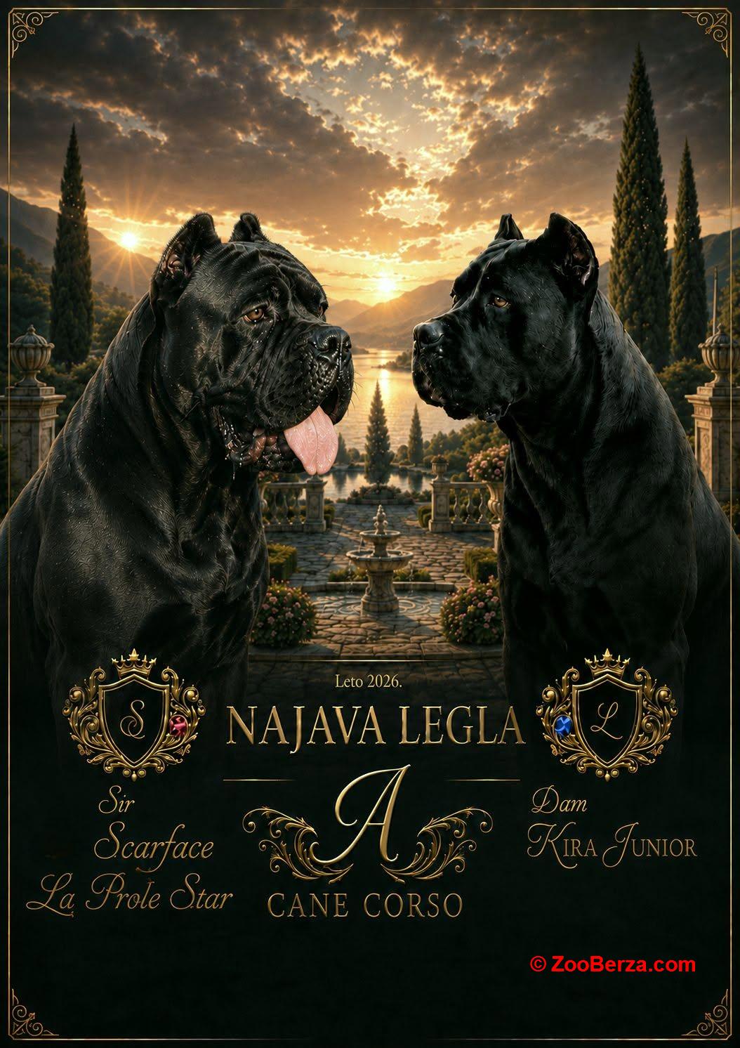 VRHUNSKI ŠTENCI CANE CORSO