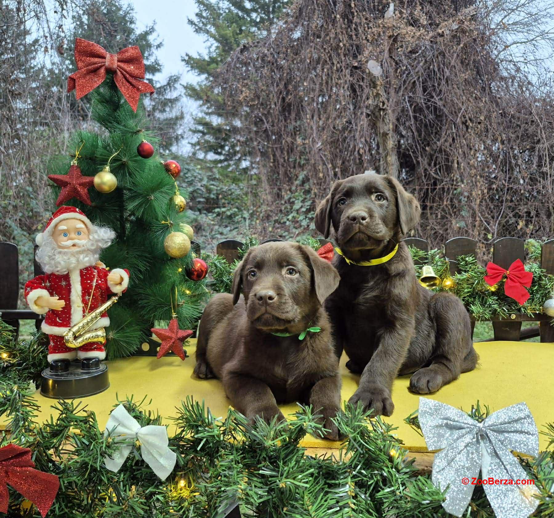 Labrador retriver čokoladni štenci