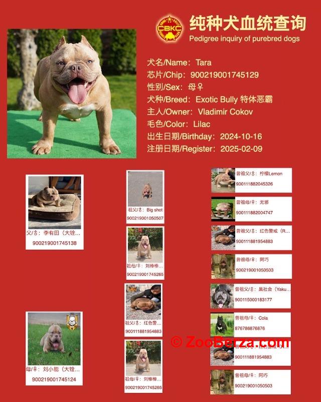 American bully Exotic