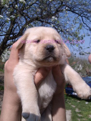 prodajem stence labradora zute boje