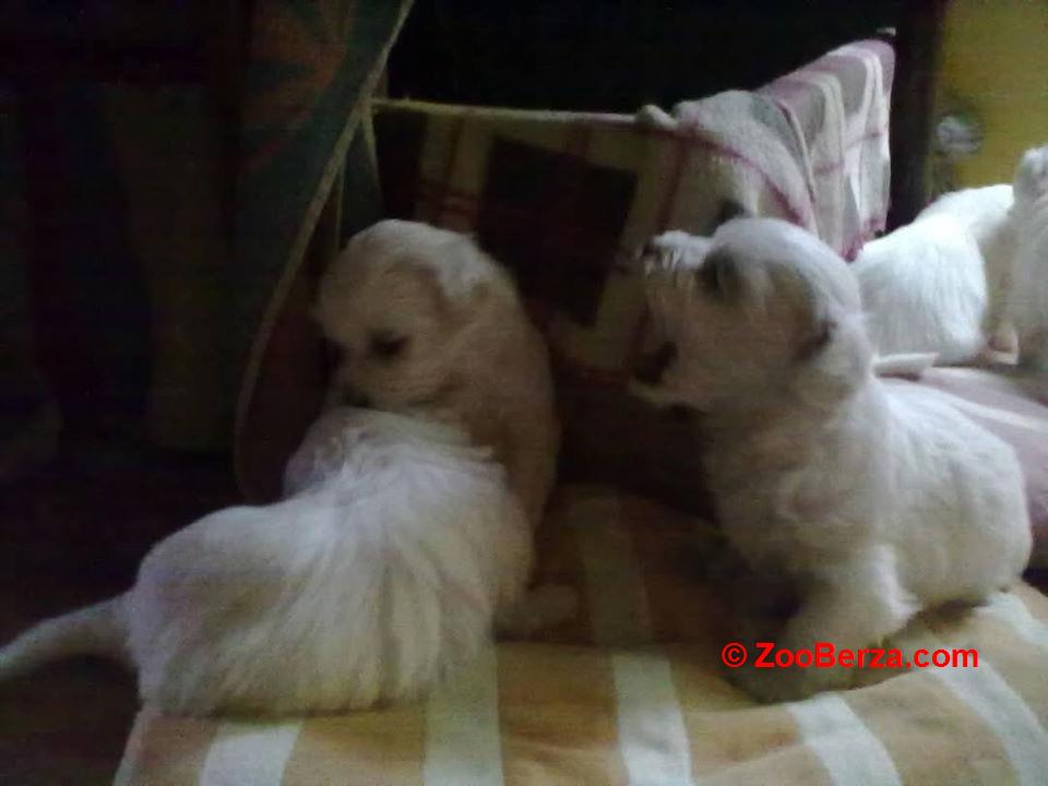 Stenci Maltezera za rodaju od sitnijih roditelja 