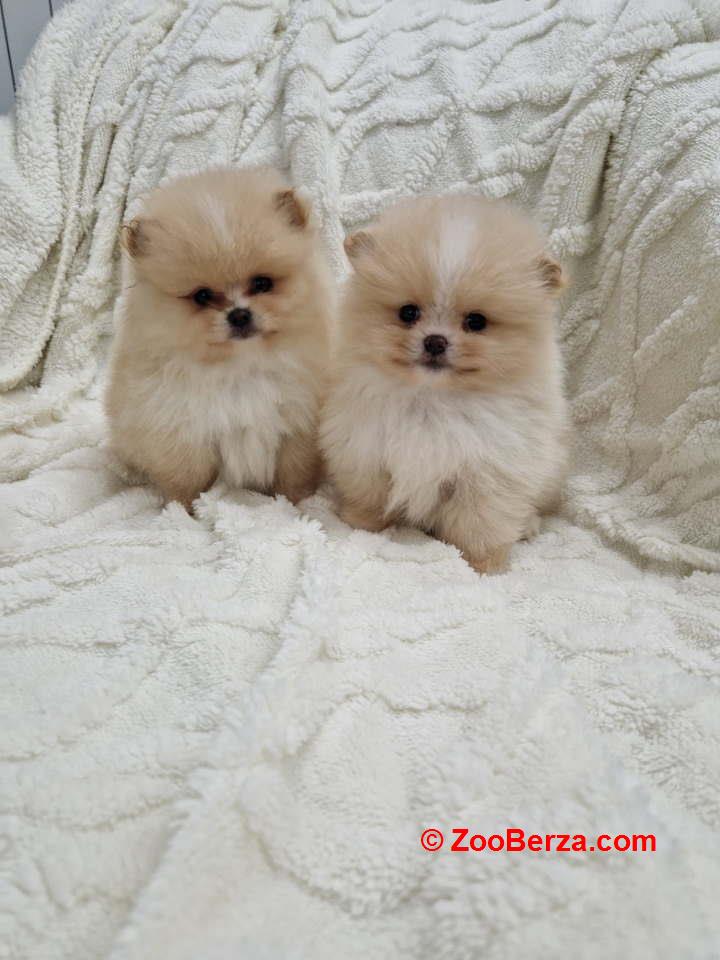 Pomeranci boo pravi medvedici 