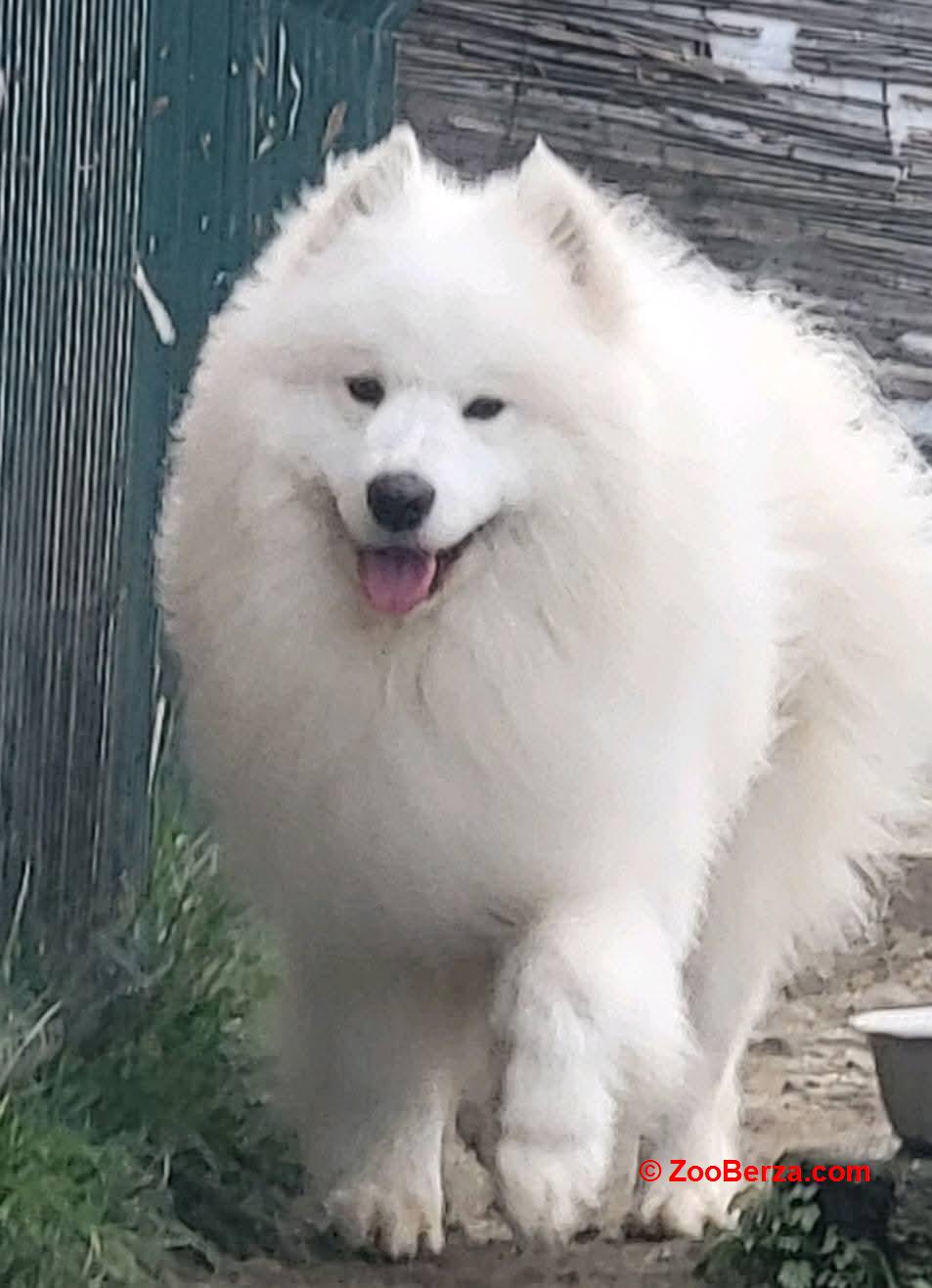 Samojed štenci i odrasli psi