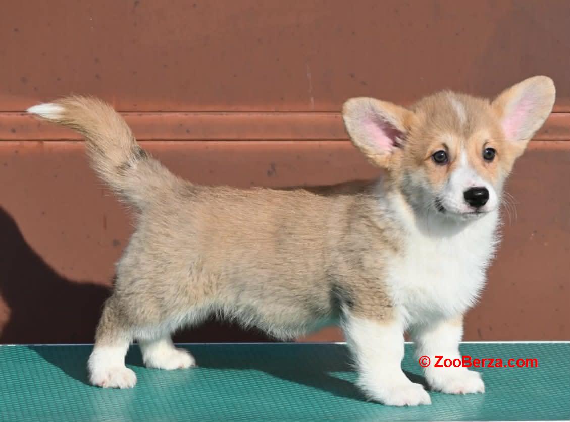 Velski korgi/Welsh Corgi Pembroke štenci