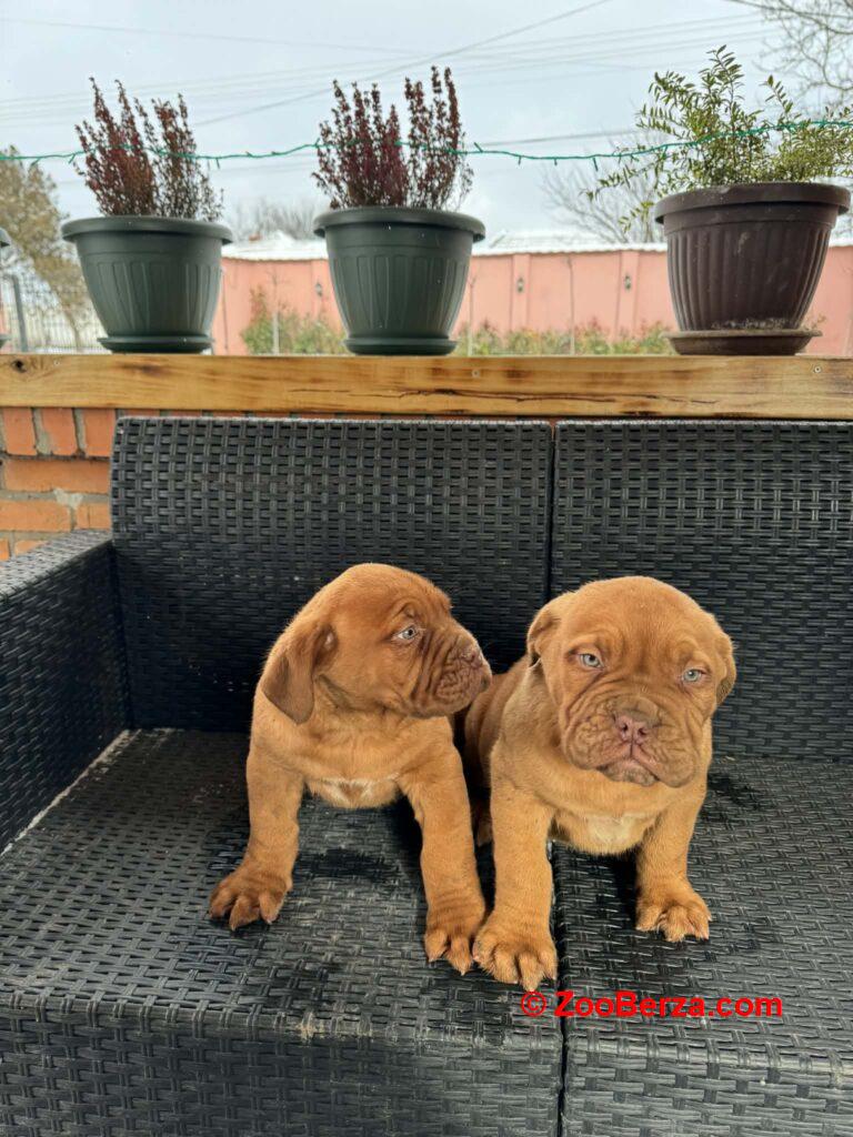 Bordoska Doga (Dogue de Bordeaux) prelepi stenci