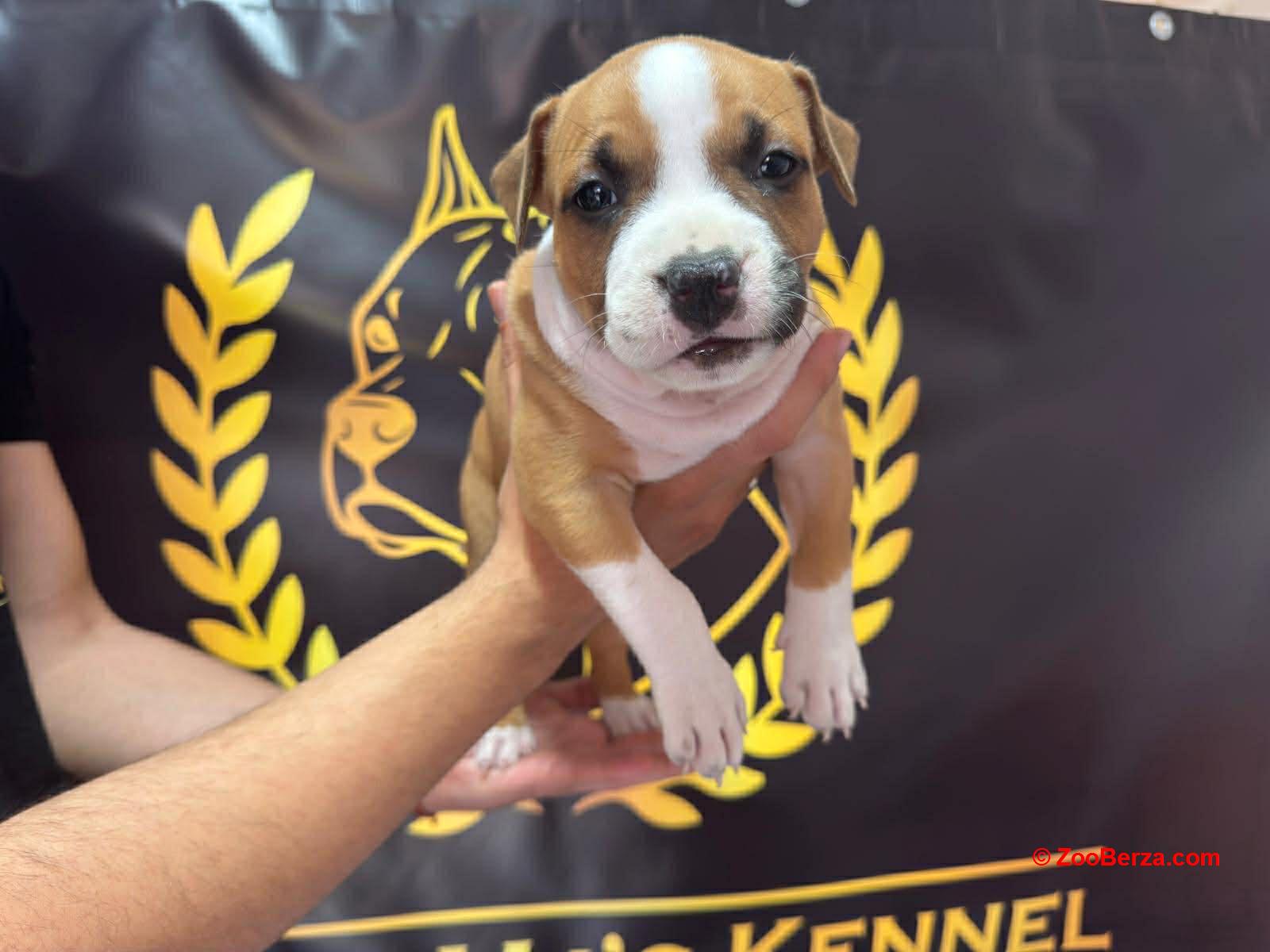 Američki Stafordski Terijer štenci 