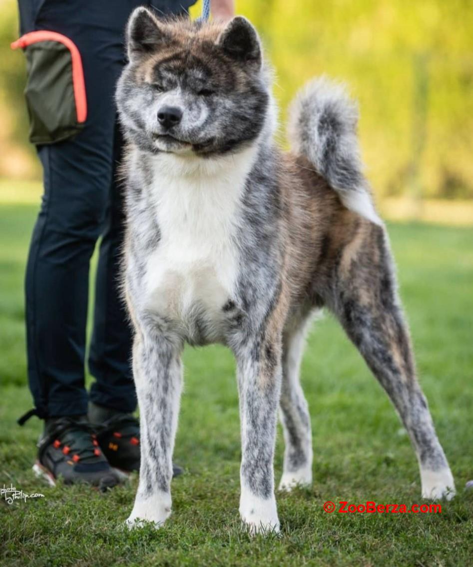 Akita inu stenci