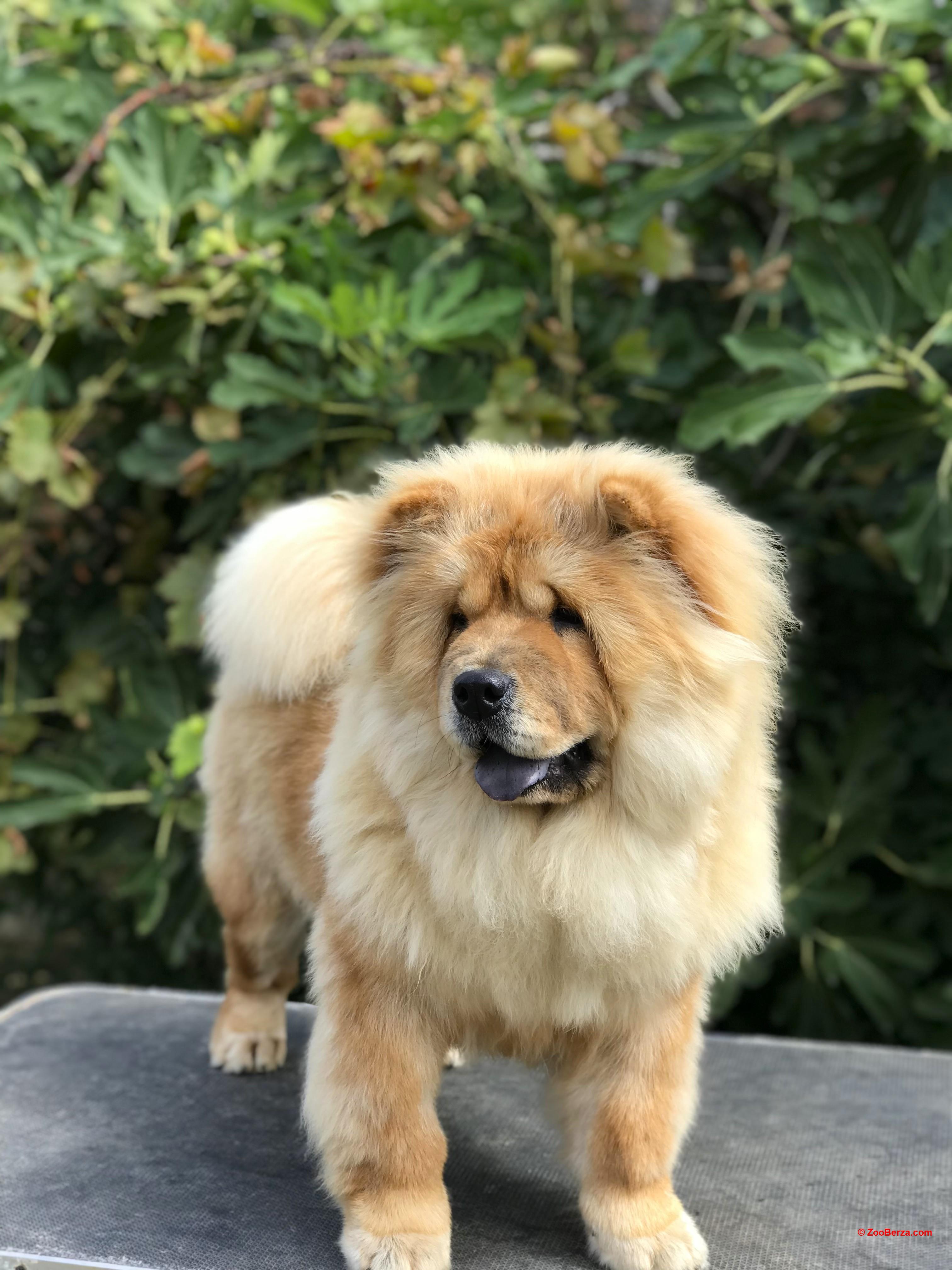 Chow Chow / Čau Čau štenci!