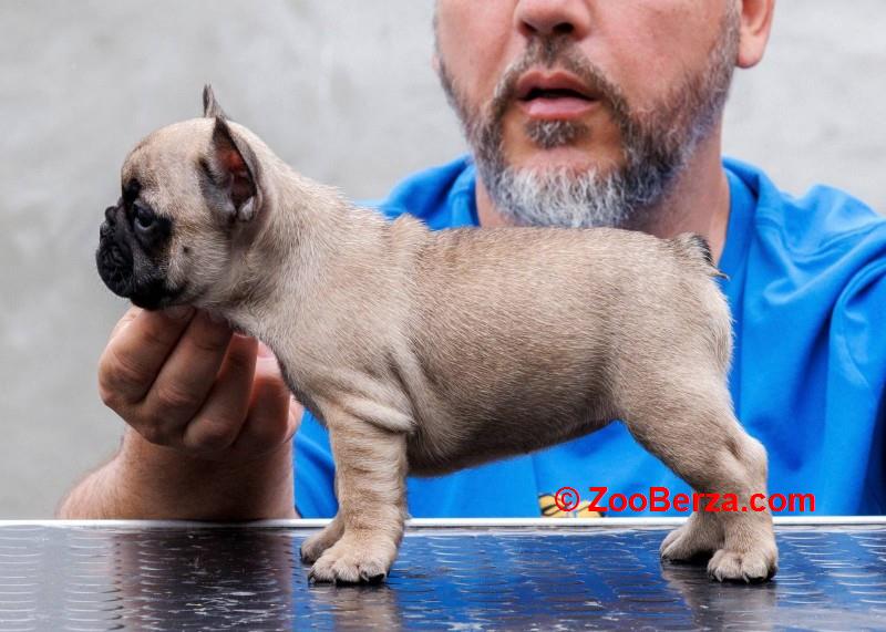 Francuski bulldog, vrhunsko leglo