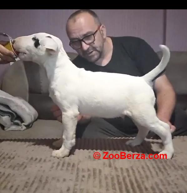 Bul Terijer štenci