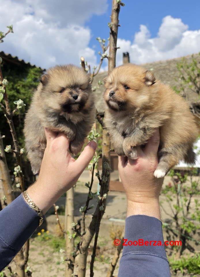 Najlepsi Pomeranci Boo