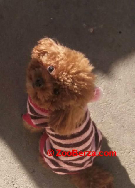 Patuljasta pudla, muško štene