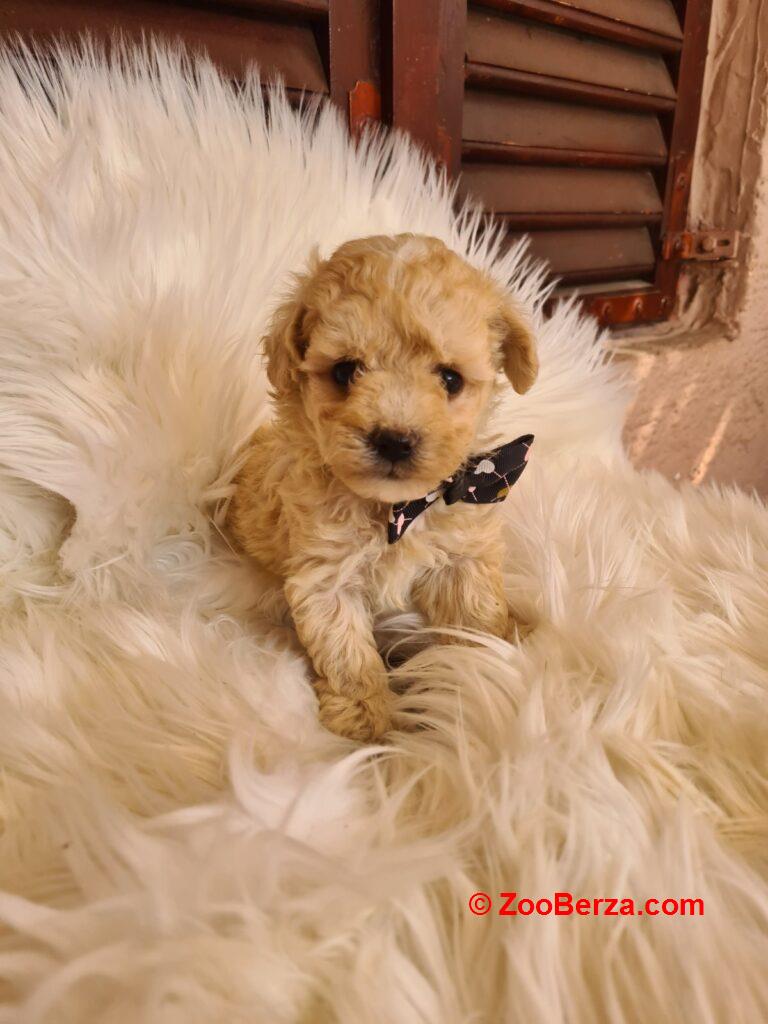 Maltipoo štenci