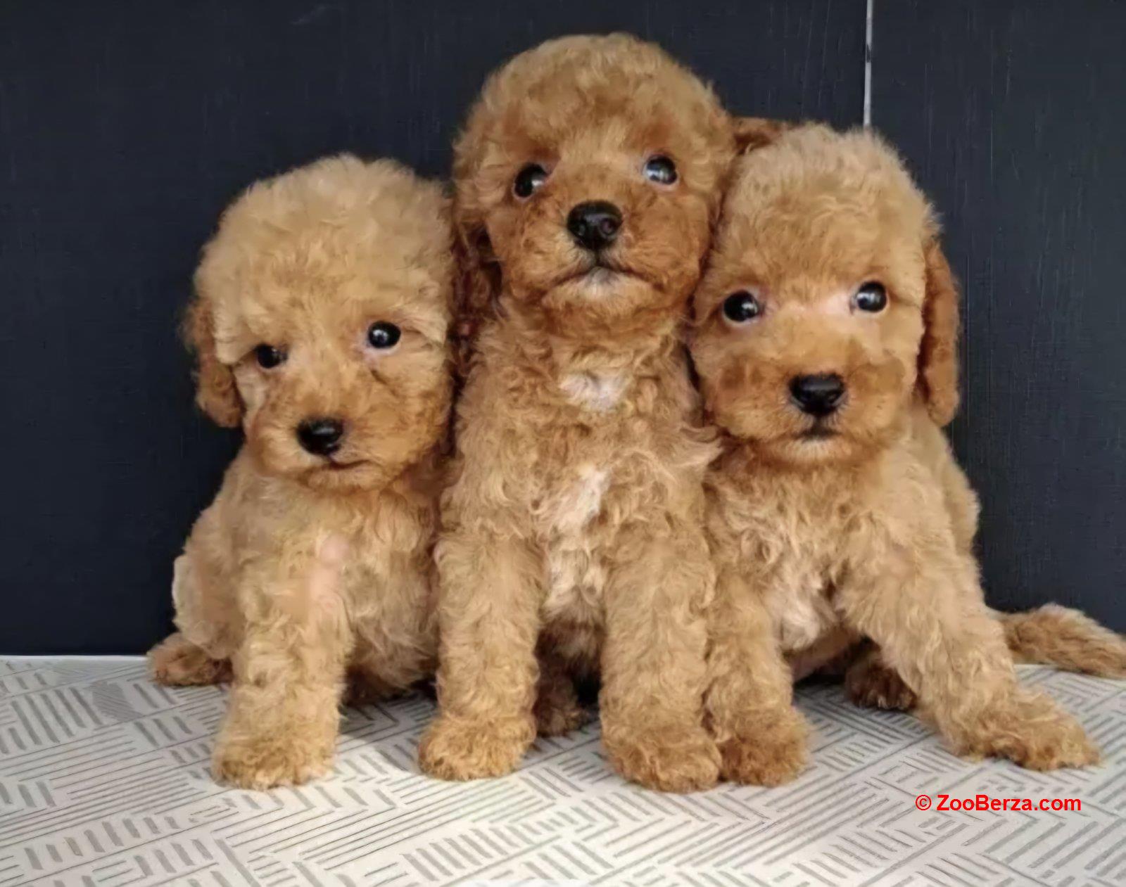 Maltipoo štenci